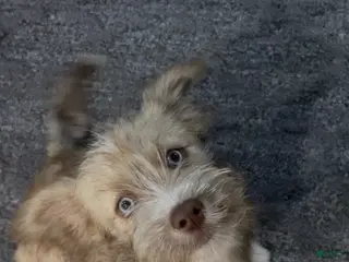 Mixed Breed dogs Mixed Breed Puppy 1 - Ad 25