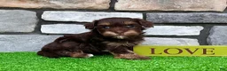 Havapoo dogs for sale: Tito - Ad 3