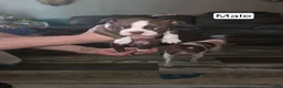 Boston Terrier dogs for sale: Boston Terrier 2 - Ad 1