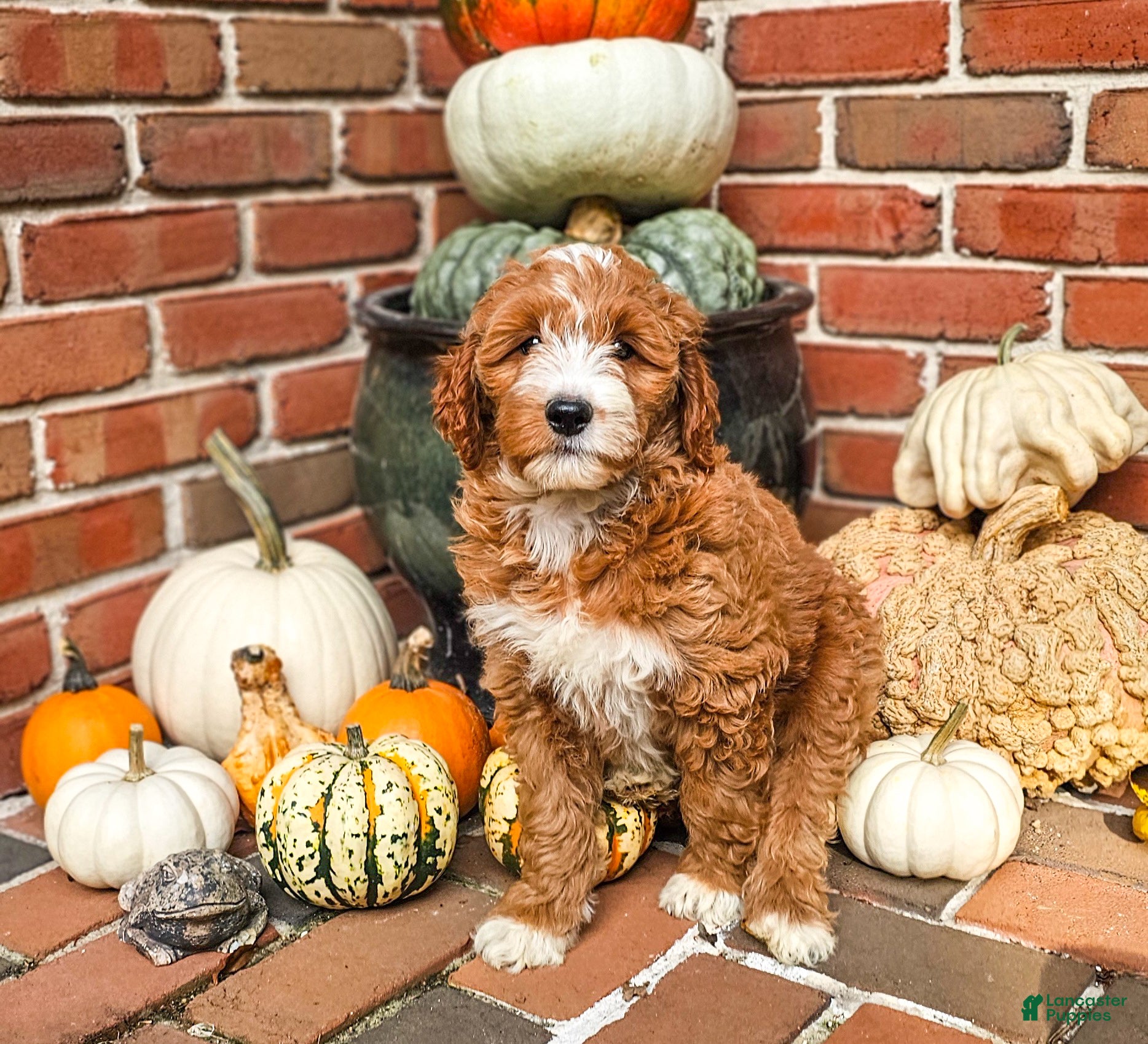 Mini Goldendoodle dogs Ellie - Ad 2