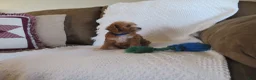 Cavapoo dogs for sale: Peanut - Ad 3