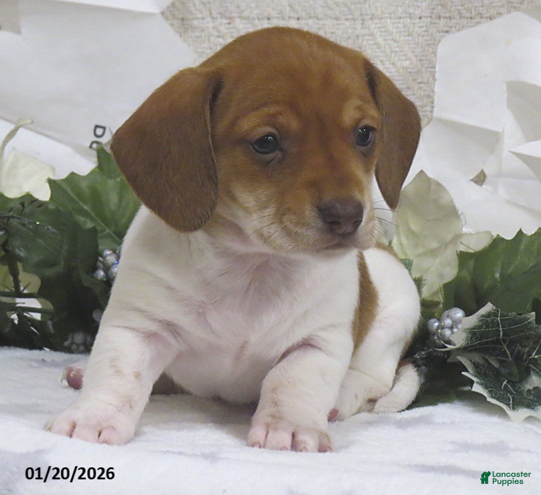 Miniature Dachshund dogs for sale: Jewel - Ad 3