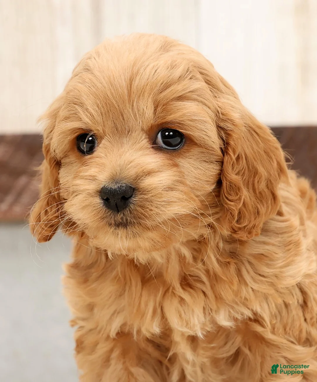 Cockapoo dogs for sale: Hosea - Ad 9