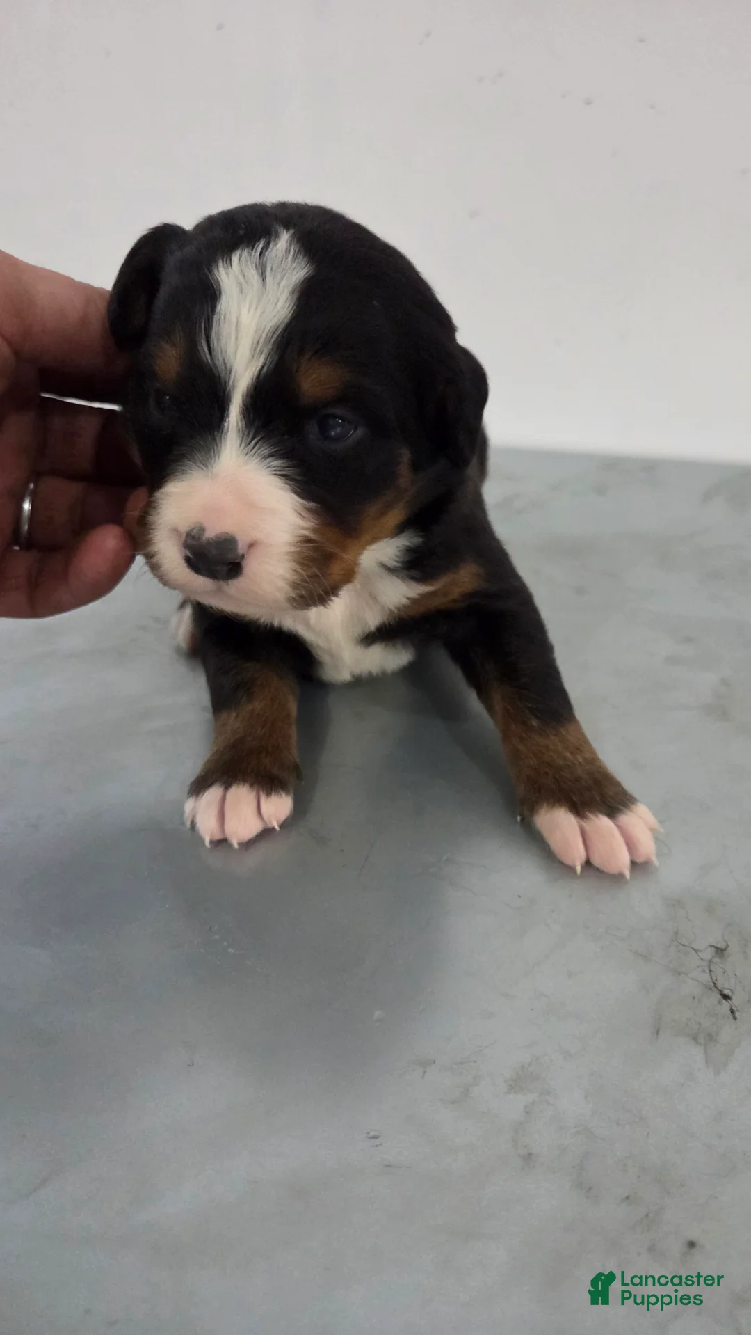 Bernese Mountain Dog dogs for sale: Bernese Mountain Dog Puppy 3 - Ad 2