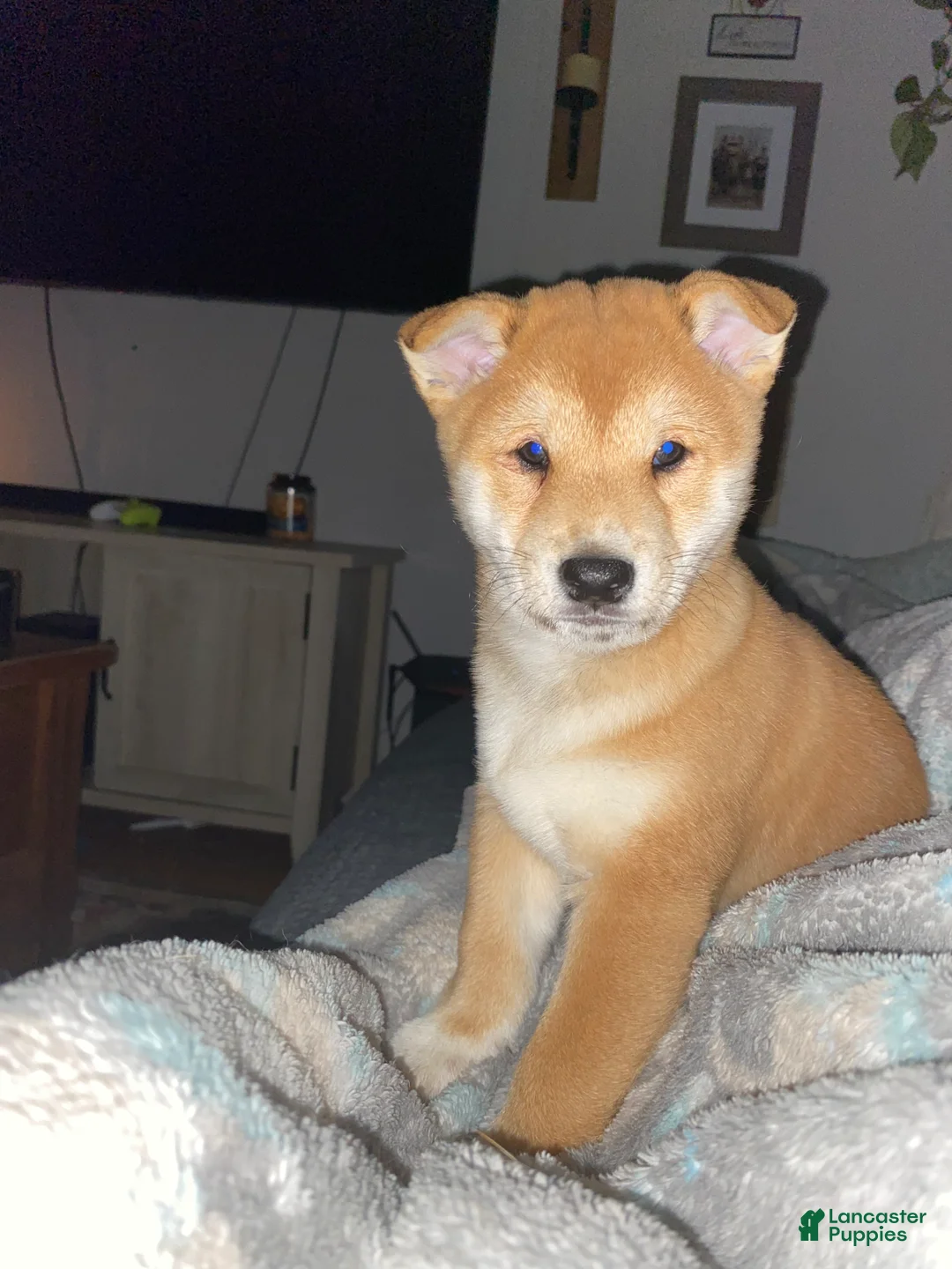 Shiba Inu dogs for sale: Shiba Inu Puppy 1 - Ad 2