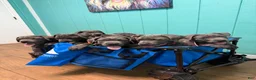Cane Corso dogs for sale: Kenshi - Ad 7