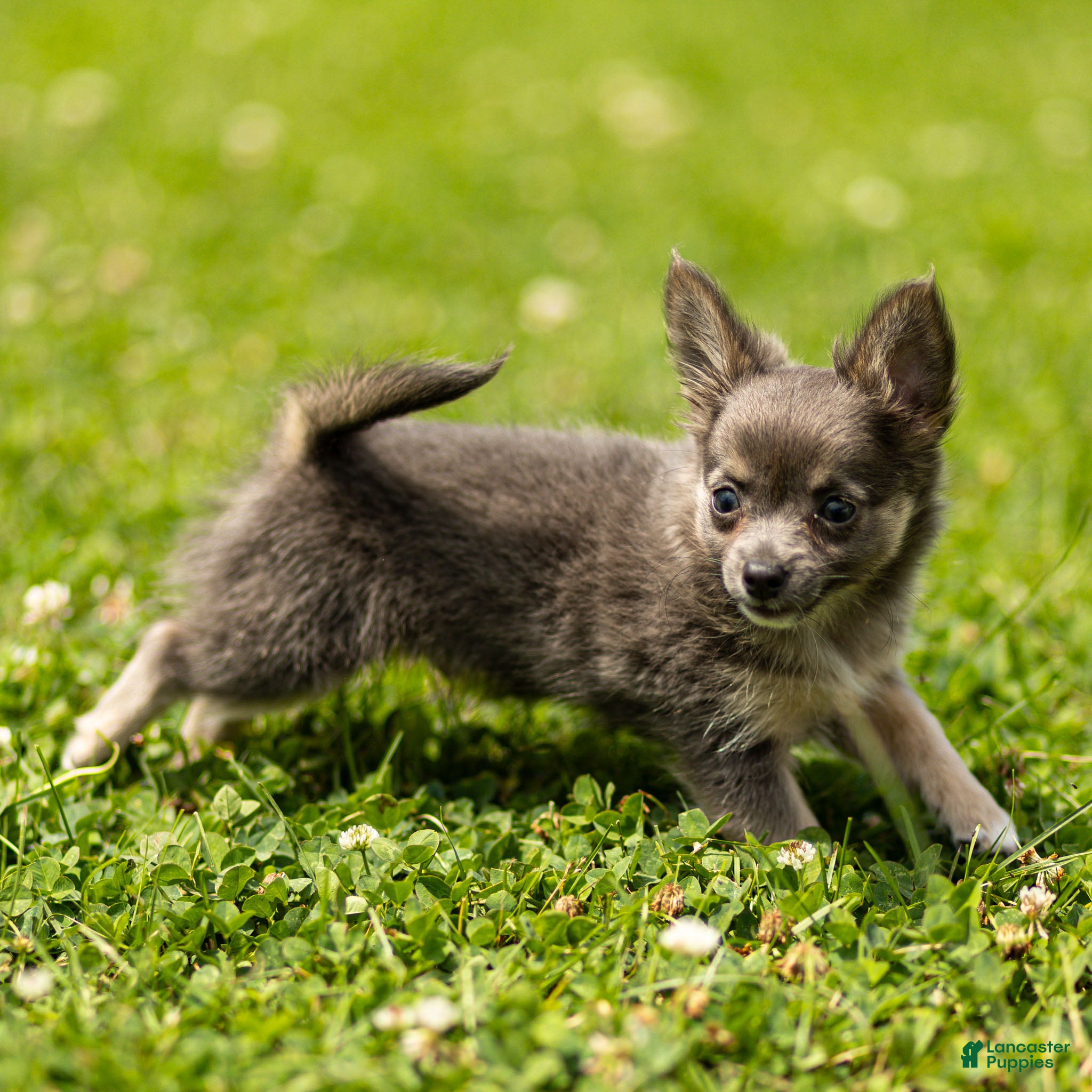 Chihuahua dogs Waylon Chihuahua Puppy  - Ad 1