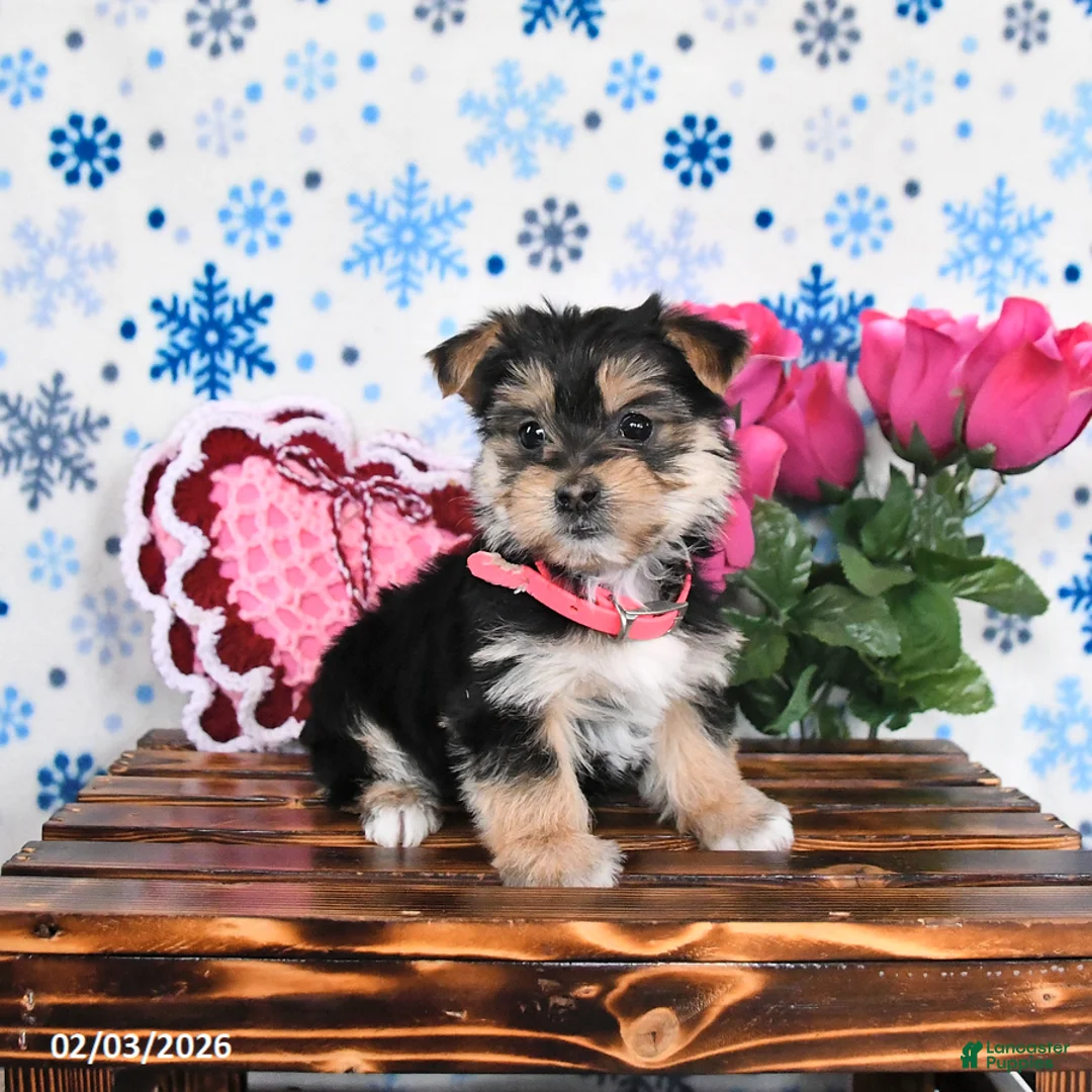 Morkie dogs for sale: Molly - Ad 2