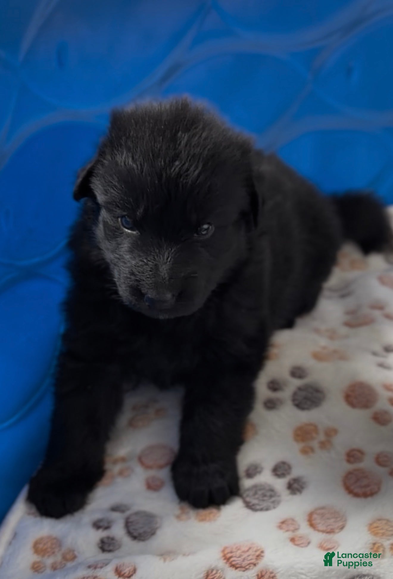 German Shepherd dogs for sale: Daffodil  - Ad 3