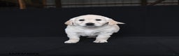 Golden Retriever dogs for sale: Reese - Ad 3