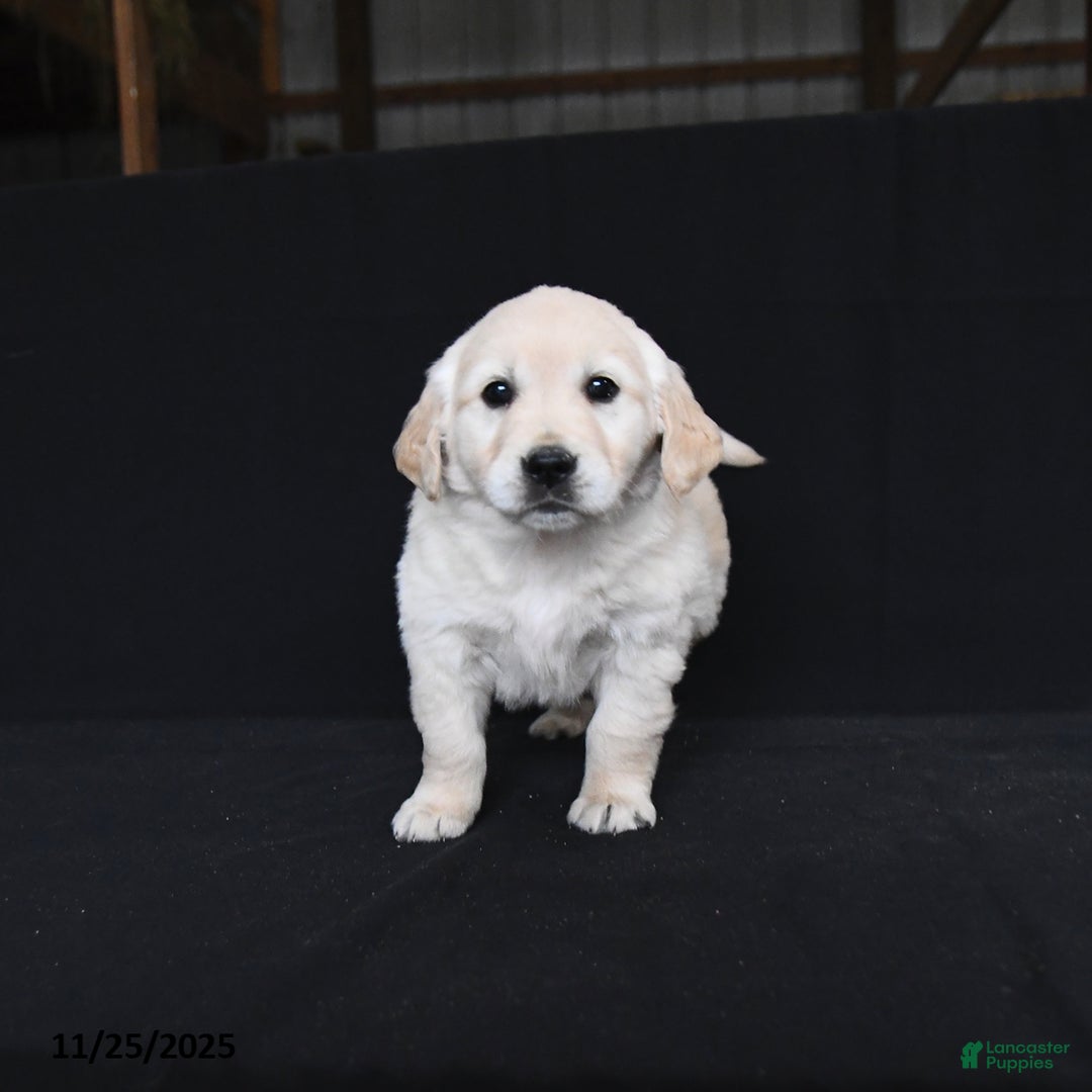 Golden Retriever dogs for sale: Reese - Ad 3