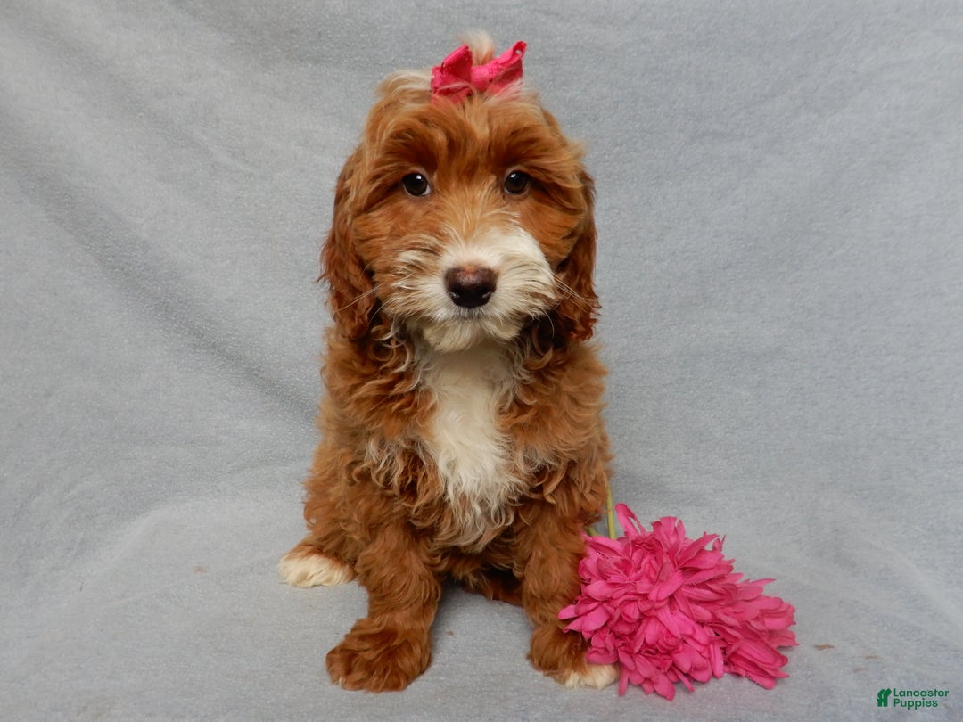 Mini Goldendoodle dogs for sale: Lulu - Ad 3