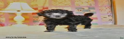 Mini Aussiedoodle dogs for sale: Blitzen  - Ad 3