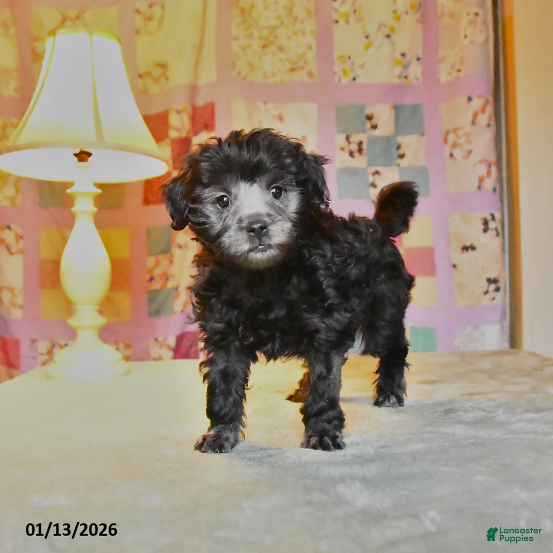 Mini Aussiedoodle dogs for sale: Blitzen  - Ad 3