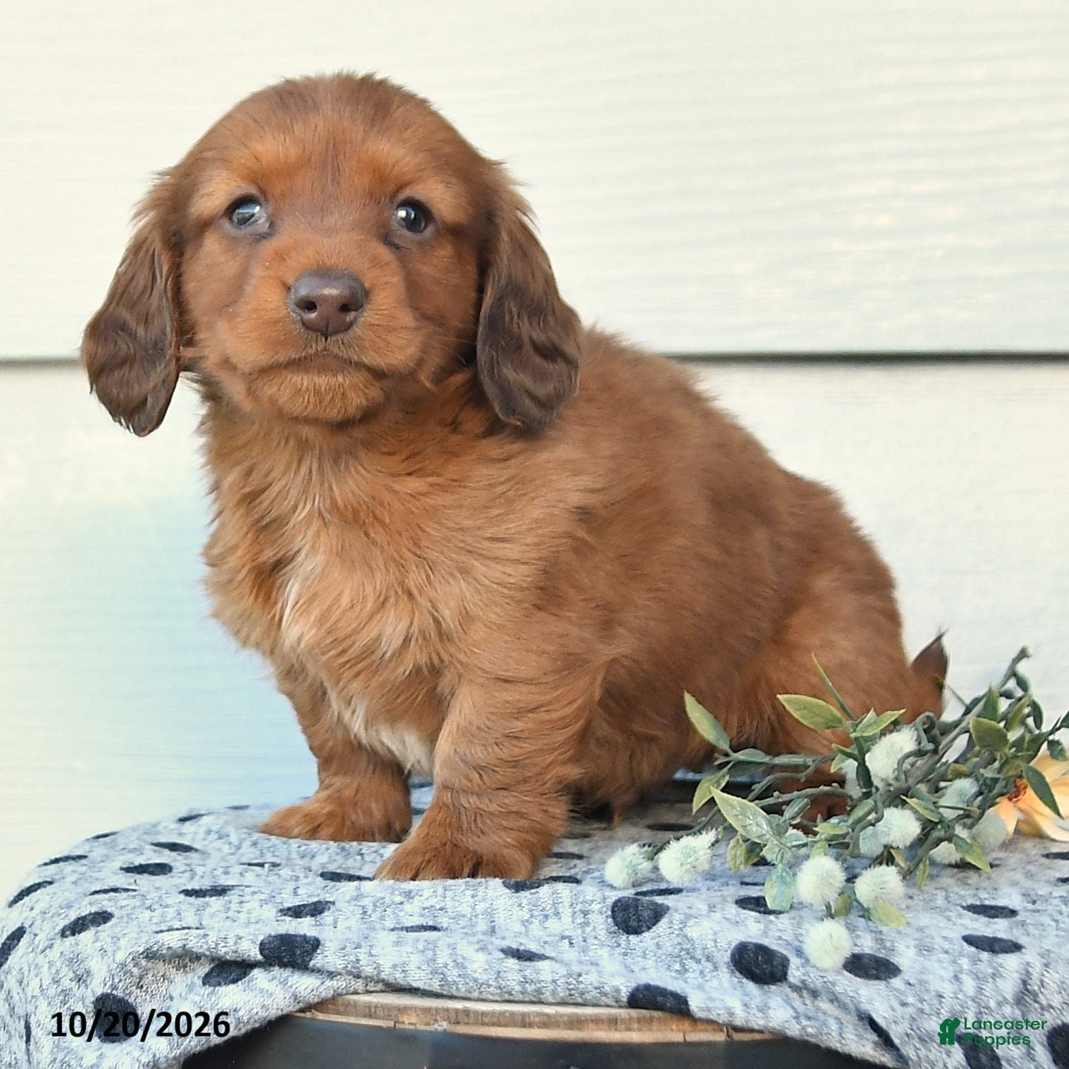 Miniature Dachshund dogs for sale: Duke - Ad 2