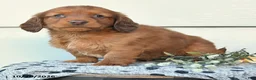 Miniature Dachshund dogs for sale: Duke - Ad 2