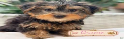 Yorkshire Terrier dogs for sale: Yorkshire Terrier 1 - Ad 2