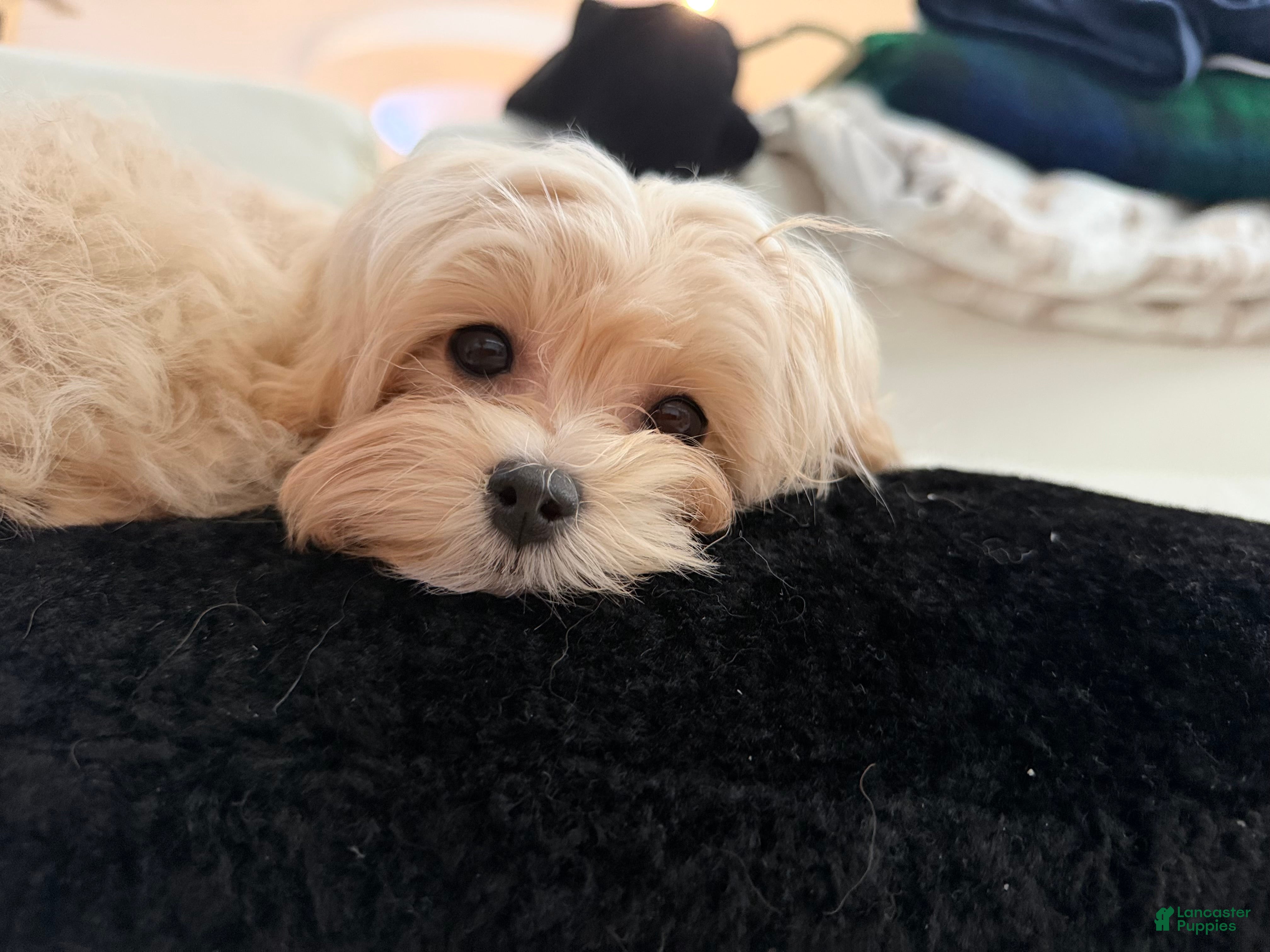 Maltipoo dogs Melody - Ad 1