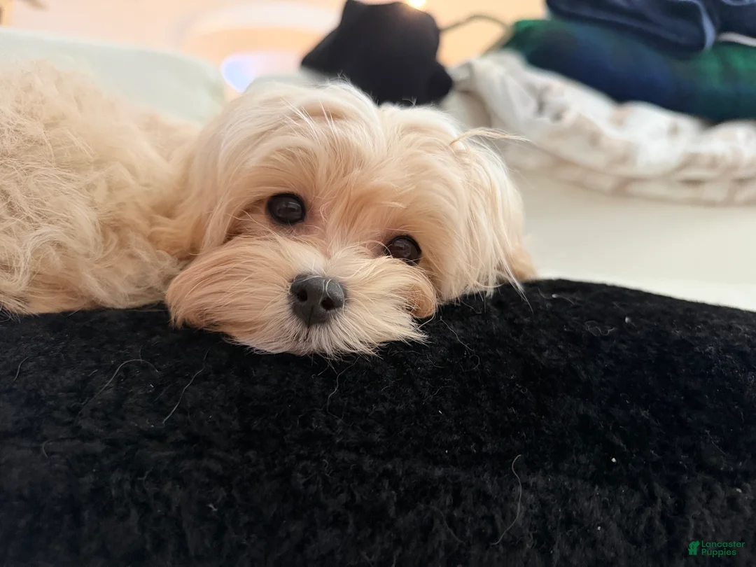 Maltipoo dogs for sale: Melody - Ad 1