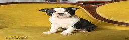 Boston Terrier dogs for sale: Sunshine - Ad 4
