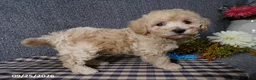 Bichpoo dogs for sale: Tracy - Ad 4