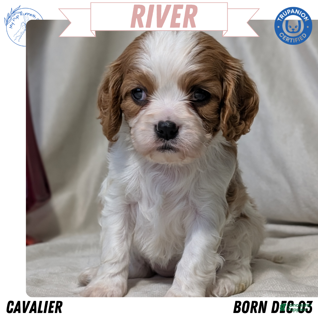 Cavalier King Charles Spaniel dogs River - Ad 5