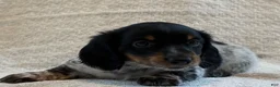 Miniature Dachshund dogs for sale: Asher - Ad 3