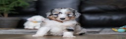 Aussiedoodle dogs for sale: Theo - Ad 2