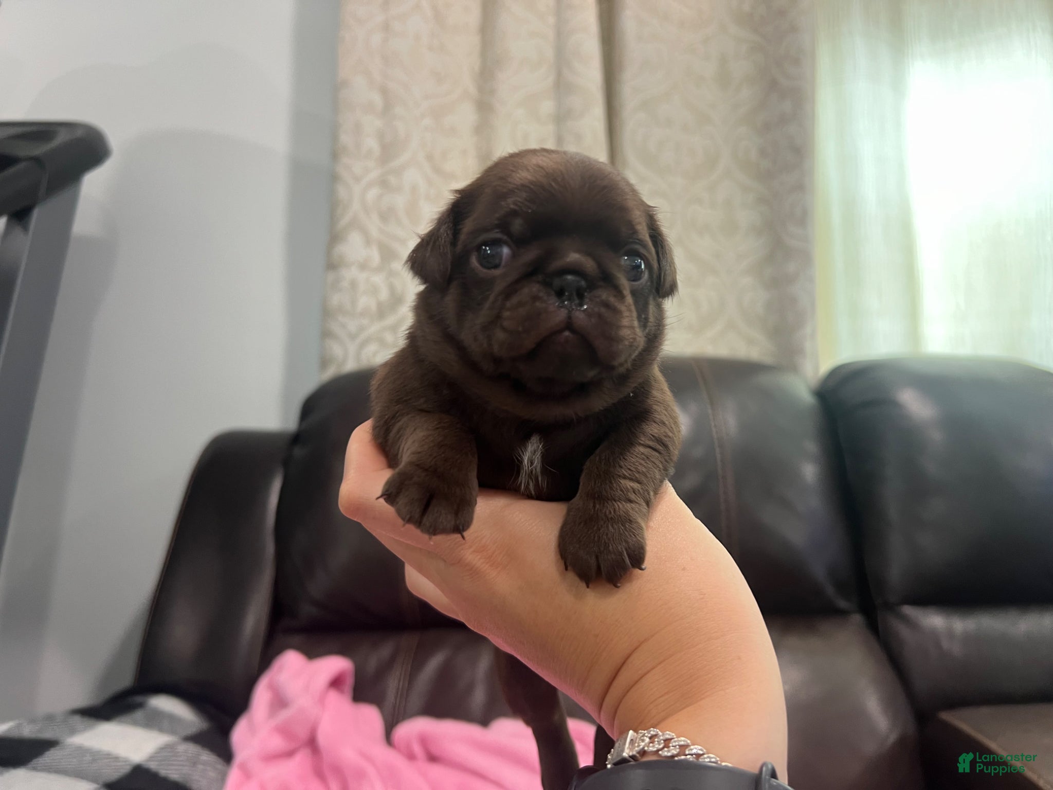 Pug dogs Chocolate Girl - Ad 2