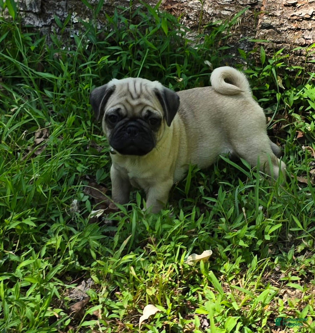 Pug dogs for sale: Davy - Ad 3