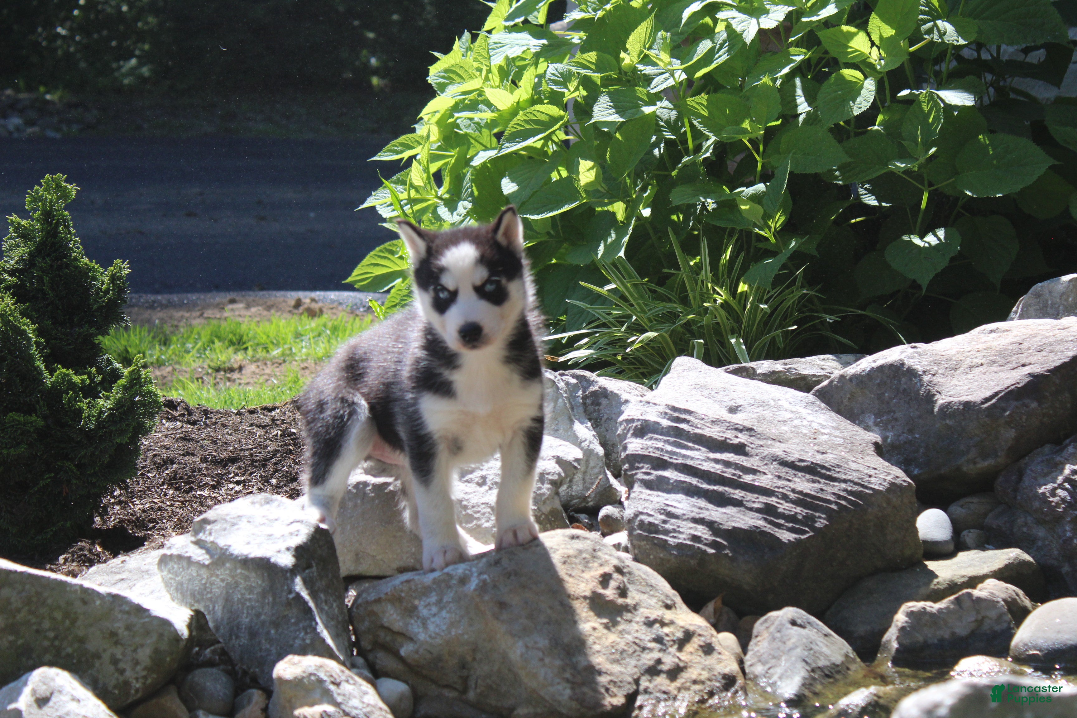 Siberian Husky dogs Misha - Ad 1