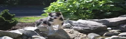 Siberian Husky dogs for sale: Misha - Ad 1