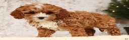 Cavapoo dogs for sale: Natalia - Ad 7