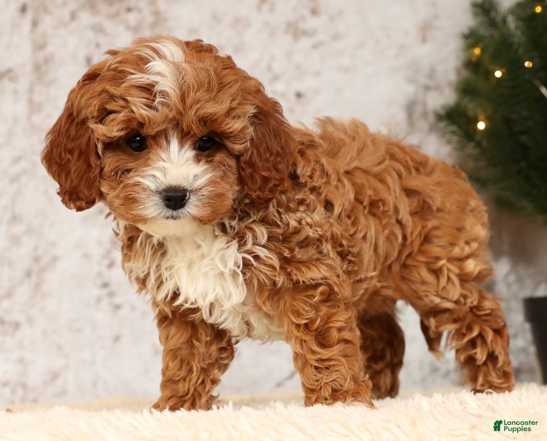 Cavapoo dogs for sale: Natalia - Ad 7