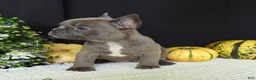 French Bulldog dogs for sale: Millie - Ad 8