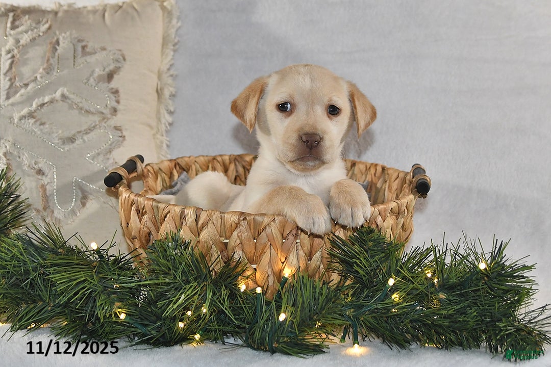 Labrador Retriever dogs for sale: Raine - Ad 3