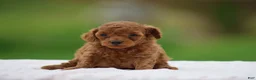 Miniature Poodle dogs for sale: Westa - Ad 4