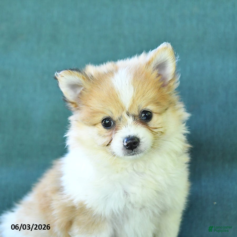 Pomeranian dogs for sale: Trip - Ad 3