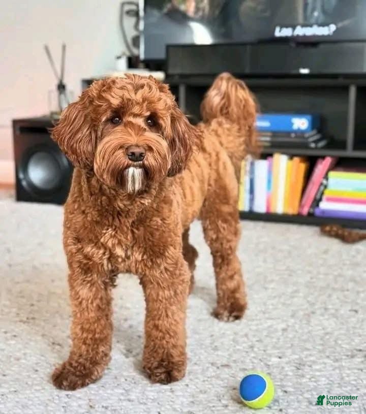 Mini Goldendoodle dogs Mini Goldendoodle Puppy 5 - Ad 2