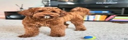 Mini Goldendoodle dogs for sale: Mini Goldendoodle Puppy 5 - Ad 2