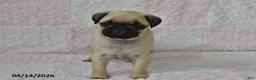 Pug dogs for sale: Max - Ad 2