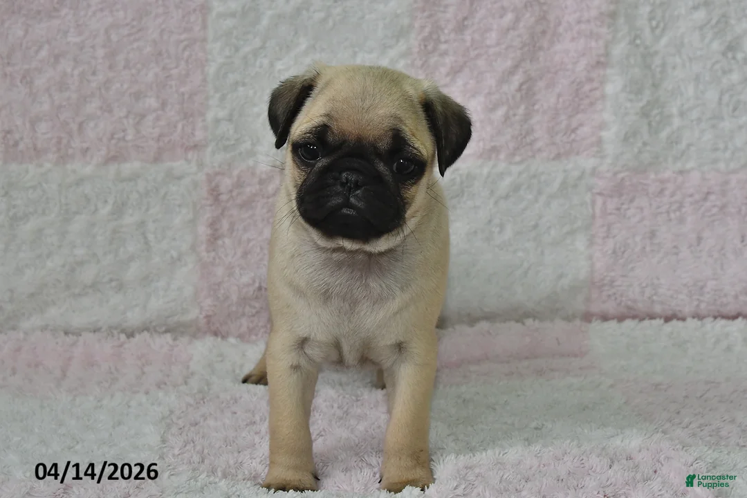 Pug dogs for sale: Max - Ad 2