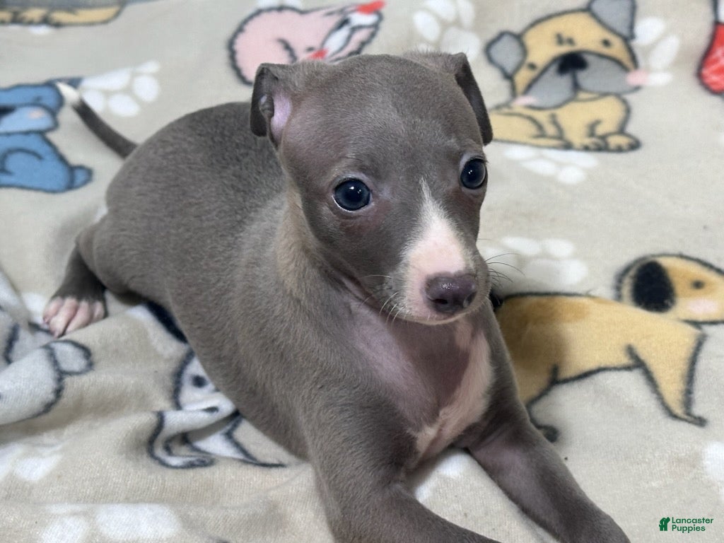 Italian Greyhound dogs Bree - Ad 2