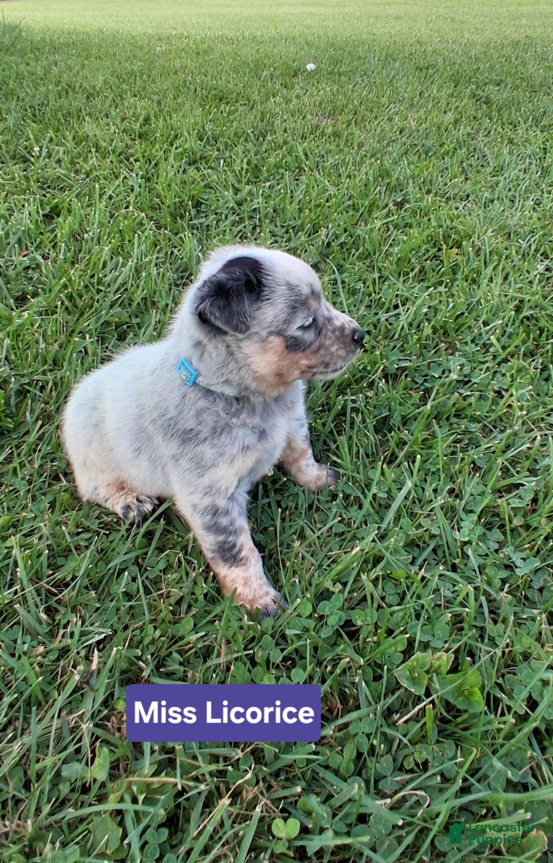 Australian Cattle Dog dogs Australian Cattle Dog Miss Licorice        AKC Registration - Ad 2