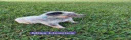 Australian Cattle Dog dogs for sale: Australian Cattle Dog Miss Licorice        AKC Registration - Ad 2