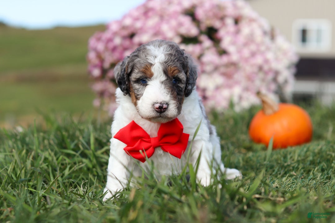 Mini Bernedoodle dogs for sale: Chase - Ad 2