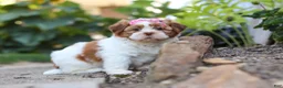 Shih Tzu dogs for sale: Goldie - Ad 7