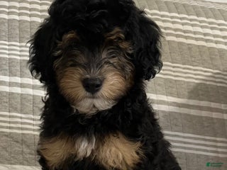 Mini Aussiedoodle dogs - Ad 38
