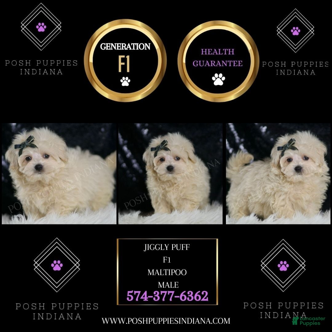 Maltipoo dogs JigglyPuff - Ad 2