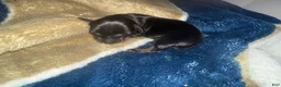 Miniature Dachshund dogs for sale: Miniature Dachshund 1 - Ad 2